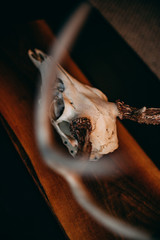Deer skull