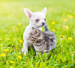 Chihuahua puppy and a kitten standing together on a dandelion field