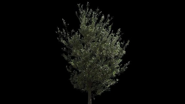 Small Olive Tree isolated on black background with alpha channel - Apple ProRes 4444 with Alpha channel, 10bit high quality footage