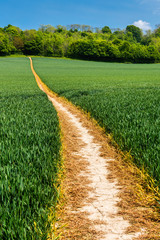 Footpath through a wheat field near Wye, Ashford in Kent, England