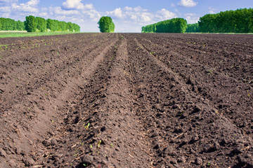 View of agricultural field with white fluffy clouds in blue sky at sunny summer day