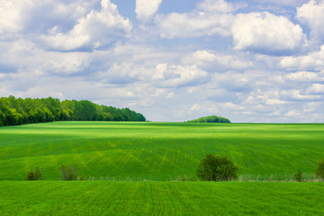 picturesque view of trees growing on green field with white fluffy clouds on blue sky at sunny day