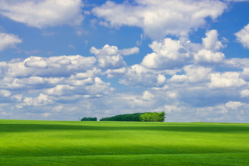 picturesque view of trees growing on green field with white fluffy clouds on blue sky at sunny day