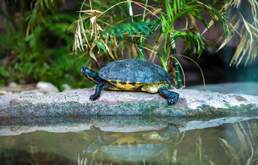 Obraz premium turtle in water vegation