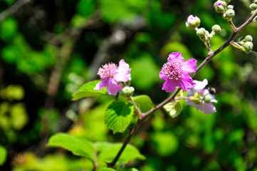 Close-up of wild blackberry flowers.