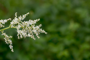 Whitehead branch on a green blurred background