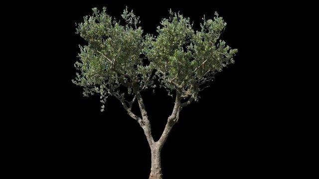 Small Olive Tree isolated on black background with alpha channel - Apple ProRes 4444 with Alpha channel, 10bit high quality footage