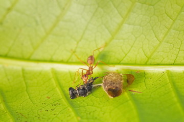 Soft focus a Weaver Ant or Green Tree Ant hunting the food, taking a Black Mud Dauber on green leaf to the nest.