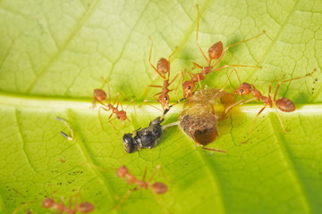 Soft focus a group of Weaver Ant or Green Tree Ants hunting the food, taking a Black Mud Dauber on green leaf to the nest.