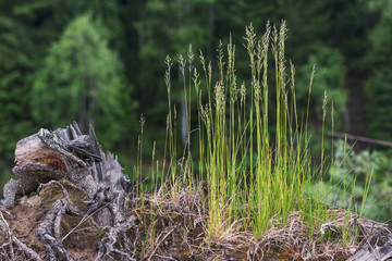 Thin green grass on old tree