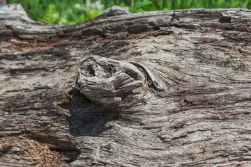 A knot on an old tree on a sunny day