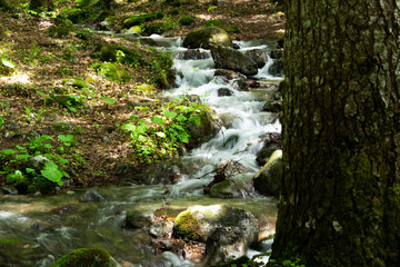 Naklejka na ściany i meble Peaceful forest landscape with small river cascade falls over mossy rocks
