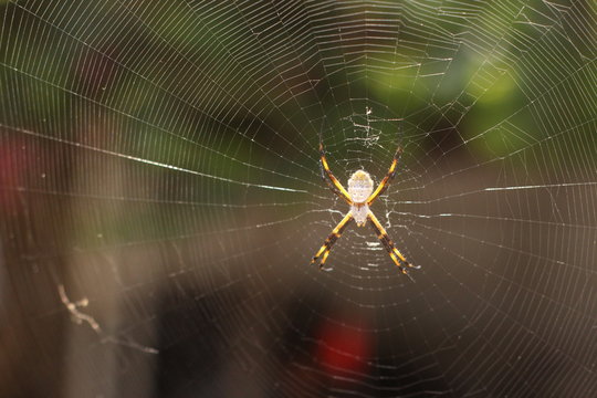 spider on web