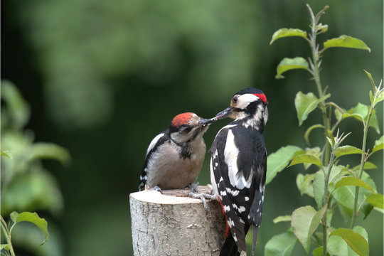 Buntspecht f&uuml;ttert Jungen