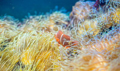 Naklejka na ściany i meble Marine, beautiful clownfish in coral bank in the sea