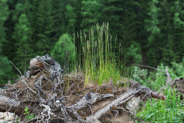 Thin green grass on old tree