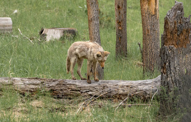 Coyote standing on log