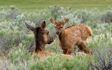 Elk and newborn