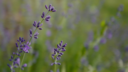 Lavender flowers on a green background