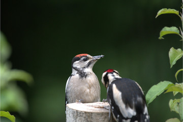 Jungspecht mit Vater