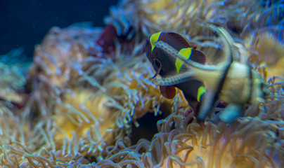 Fototapeta na wymiar Marine, beautiful clownfish in coral bank in the sea