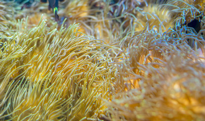 Naklejka na ściany i meble beautiful clownfish in coral bank in the sea
