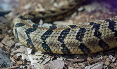 Python, texture of the skin of a snake, detailed scales of the skin of a reptile