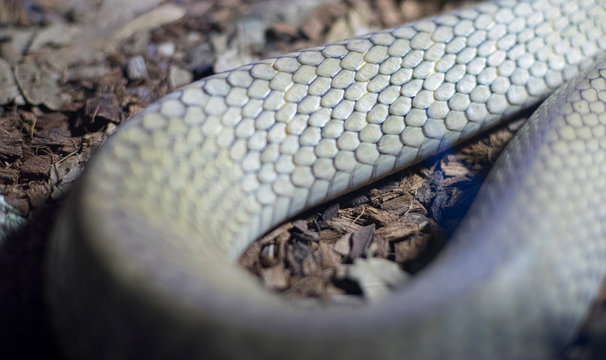 Predator, texture of the skin of a snake, detailed scales of the skin of a reptile