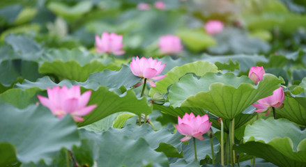 lotus flower plants with green leaves in lake