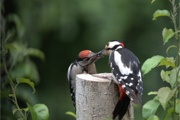 Buntspecht mit jungem