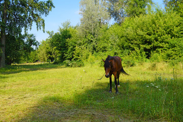 Brown horse in nature in the Park.