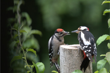 Buntspecht mit Jungem