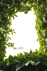 green leaf frame on white background