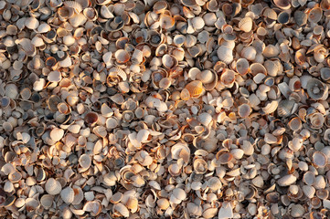 A background of fresh cockles for sale at a market