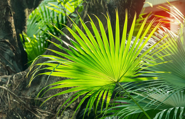 Borassus flabellifer,Sugar palm in garden