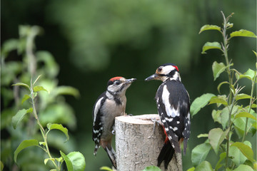 Buntspecht mit Jugem
