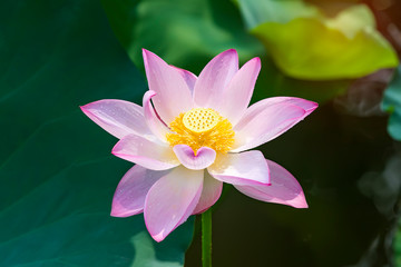 blooming lotus flower