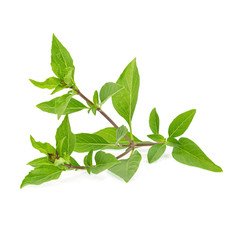 Fototapeta na wymiar Fresh herbs. Green basil Isolated on white background