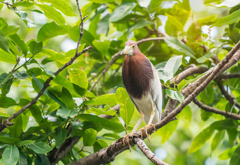 Chinese pond heron (Ardeola bacchus) on lotus leaves in pond