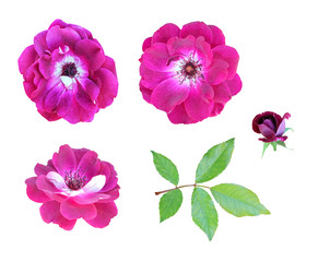 Fototapeta na wymiar Crimson, bright pink climbing roses with leaf and bud, set isolated on a white background.