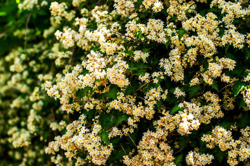 Beautiful gardening bush with white flowers and green leaves