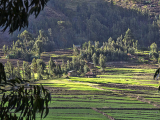 Cultivated terraced fields, Ethiopia