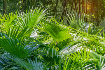 Obraz na płótnie Canvas Borassus flabellifer,Sugar palm in garden