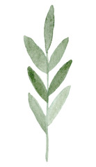 Hand drawn watercolor Poppy flowered anemone. Hand painted illustration isolated on white background.