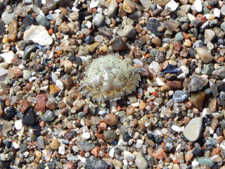 Natürliches Mosaik mit in Strandsteinen getarnter Strandkrabbe, Nahaufnahme