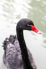 Black Swan swimming in the pond. Close up. Soft focus.