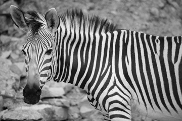 Poster zebra in zoo © Jb