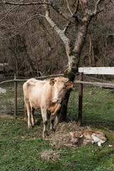 A brown cow and a small calf graze in the meadow in spring. Selective focus.