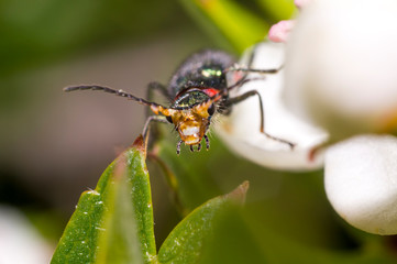 tiny nice colored beetle bug
