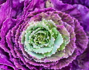 Colorful of the Ornamental Cabbage, Brussels sprouts, Collard greens or Kale growing